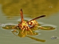 yellow wasp 1