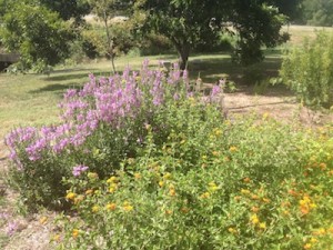 Butterfly GardenFall Obedient Plant and Lantana