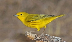 Yellow Warbler mill pond